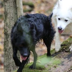 Mudis from Aviron Kennels