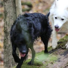 Mudis from Aviron Kennels