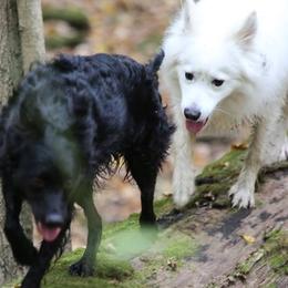 Mudis from Aviron Kennels