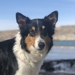Monie - Old Time Scotch Collie