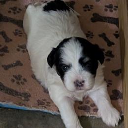 Lou - Black and white female Coton de Tulear puppy in Mead, Oklahoma from Bar W Cotons