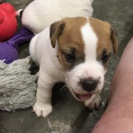 Jack Russell Terrier Puppies from Rock Chalk Terriers