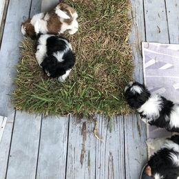 Shih Tzu Puppies from Suncoast Shih Tzus