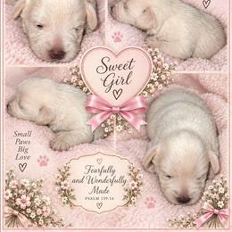 Snowbear - Wheaten female Miniature Schnauzer puppy in Silsbee, Texas from Kisses cuddles and snuggles