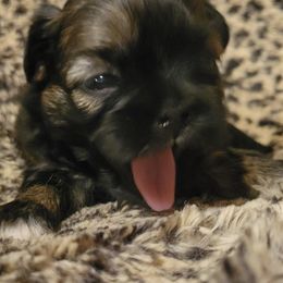 Shih Tzus from Riders Shih-Tzus