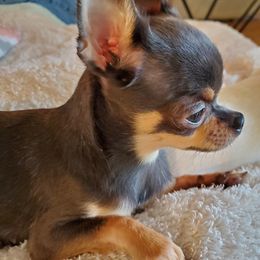 Chihuahua Puppies from Fine Whines & Lickers