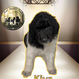 Kiva - Parti female Poodle puppy in Yakima, Washington from Mistel Standard Poodles