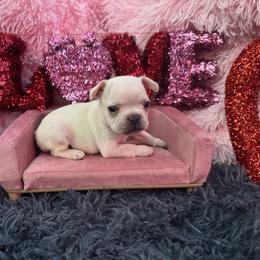 French Bulldog Puppies from The Frenchie Lady Co.