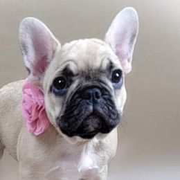 French Bulldogs from Labour of Love French Bulldogs