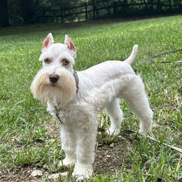 Capri - Miniature Schnauzer