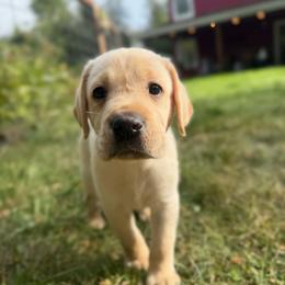 Willy - Yellow male Labrador Retriever puppy in Sweet Home, Oregon from Snowpeak English Labradors