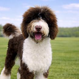Molly - Sheepadoodle
