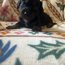 Waffles - Black and tan male Dachshund puppy in Milroy, Pennsylvania from Not Your Average Weiner