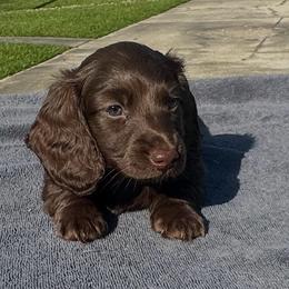 Brownie - Chocolate male Dachshund puppy in Denham Springs, Louisiana from Pruitt Pups