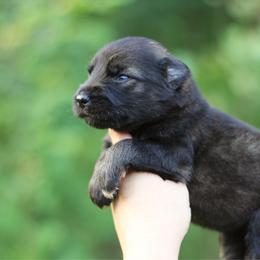 4th choice - Sable male German Shepherd puppy in Lucasville, Ohio from Trusting Hearts Kennel