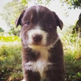 Australian Shepherd Puppies from AussieLand Shepherds