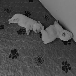 Girl 1 - Cream female French Bulldog puppy in Clinton, Tennessee from Summer Rose