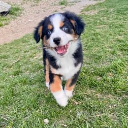 Cowboy - Black tri male Miniature American Shepherd puppy in Tonasket, Washington from V5 Aussies