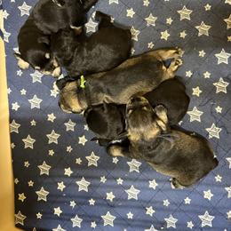 Miniature Schnauzer puppies from Circle R Sidney