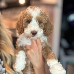 Rawlings - Red male Bernedoodle puppy in Jackson, Missouri from Pincksten Family Doodles