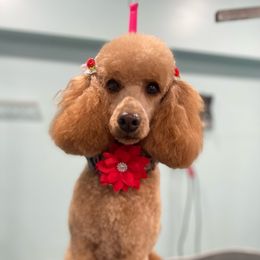 Ruby - Poodle