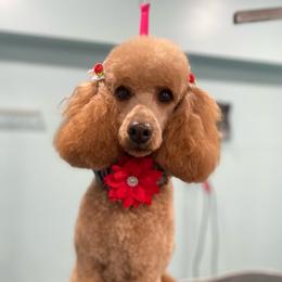Ruby - Poodle