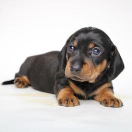 Blaze (Head Male) - Black and tan male Dachshund puppy in Red Bud, Illinois from Midwest Miniature Dachshunds