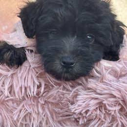 Dawn - Black female Whoodle puppy in Rising Sun, Indiana from Ruby Lane Doodles