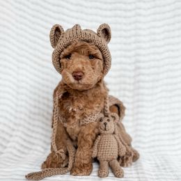 Waffle Knit - Apricot male Goldendoodle puppy in Roanoke Rapids, North Carolina from Sweeter than Honey Doodles
