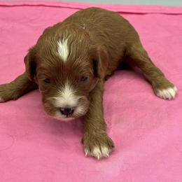 Tallula - Red female Cavapoo puppy in Burke, New York from Patti’s Puppies