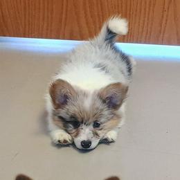 Falcon - Blue merle and white female American Corgi puppy in Ellensburg, Washington from Faery Mount Farm