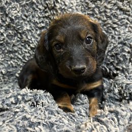 AF1 - Wild boar female Dachshund puppy in South Carolina from Purebred Dachshunds