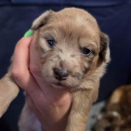 Girl 4 - Blue merle and white female American Corgi puppy in Tallahassee, Florida from Koko's Korgis