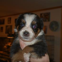 Tater tot - Black tri-color female Australian Shepherd puppy in Altmar, New York from E&C Australian Shepherds