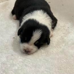 Faith - Black and tan female Pembroke Welsh Corgi puppy in Morgantown, Pennsylvania from GoldStar Corgis (License Number 18519)