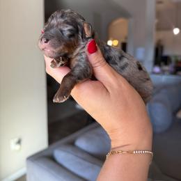Toby - Merle male Goldendoodle puppy in Spring Hill, Florida from Parisian Puppies