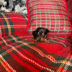 Bear - Black and tan male Russian Toy puppy in Citrus Heights, California from Domik of love