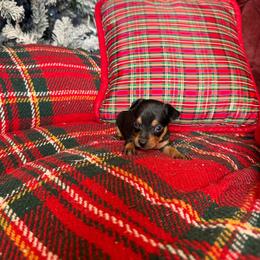 Bear - Black and tan male Russian Toy puppy in Citrus Heights, California from Domik of love