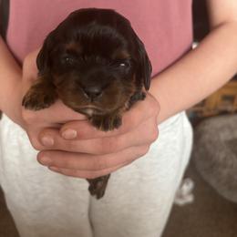 Green Girl - Black and tan female Cavalier King Charles Spaniel puppy in Mcgregor, Minnesota from Country Cavaliers