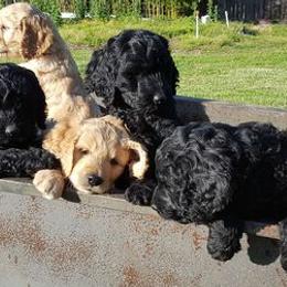 Goldendoodles and Poodles from Center Hill Poodles