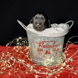 Prince Eric - Black male Newfoundland puppy in Tully, New York from Bear Paw Newfoundlands