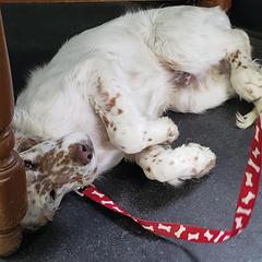 English Setter Puppies from Finlauson's Pet Care Center and Granite State Service Dogs