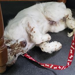 English Setter Puppies from Finlauson's Pet Care Center and Granite State Service Dogs