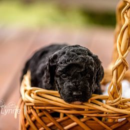 Goldendoodle Puppies from New Moon Farm Goldendoodles
