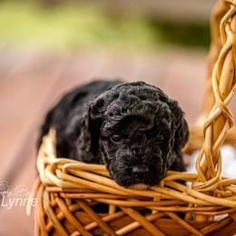 Goldendoodle Puppies from New Moon Farm Goldendoodles