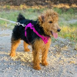 Piper - Welsh Terrier