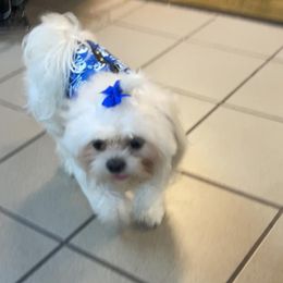 Harley - Shih Tzu
