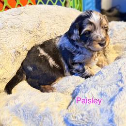 Paisley - Blue merle female Aussiedoodle puppy in Fredonia, Pennsylvania from Drew’s Aussies & Doodles