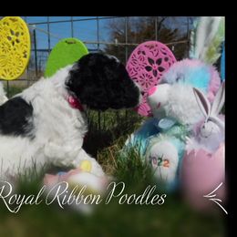 Girl 1 - Poodle puppy in Wilber, Nebraska from Royal Ribbon Poodles