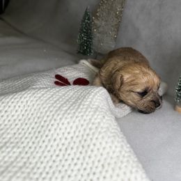 Poodle and Schnoodle Puppies from Bred by Brennen
